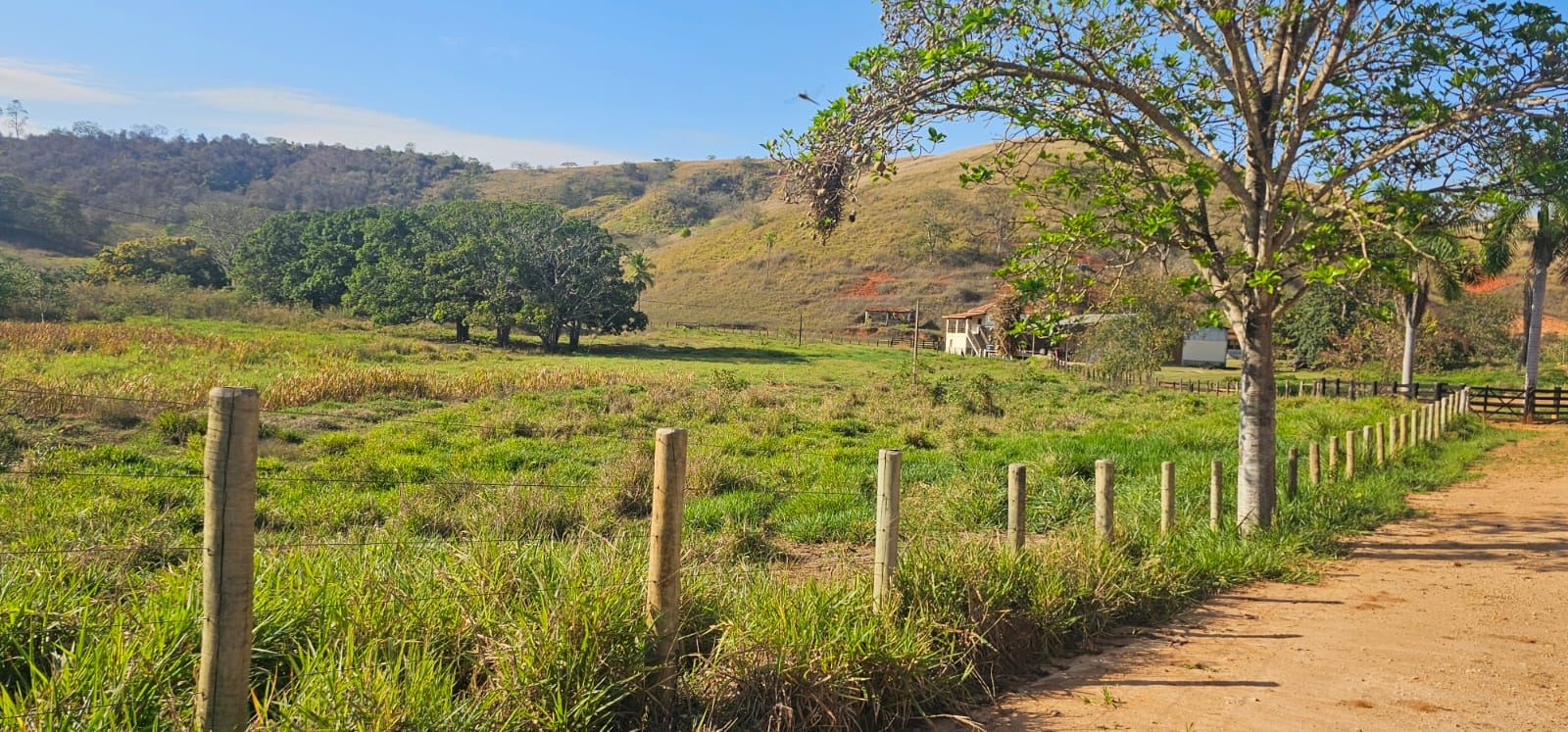 Cercas novas de eucalipto ao lado da estrada interna